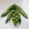 Greenfeast Pea