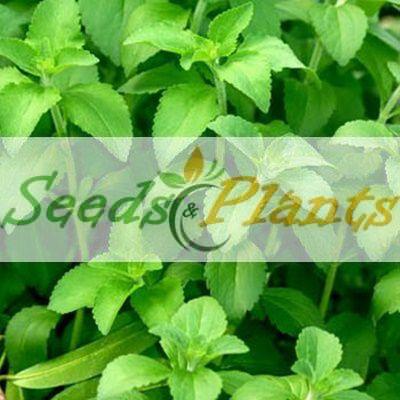 thumbnail image 2 of 250 Stevia Sweetleaf Herb Seeds – Natural Sugar Plant – Perennial – Easy Grow – Indoor/Outdoor – 2025 Fresh Harvest – USA 2 of 4