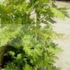 Sweet Wormwood