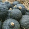 Chicago Hubbard Squash