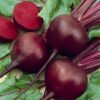 Detroit Dark Red Beetroot