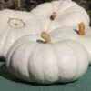 Flat White Boer Pumpkin