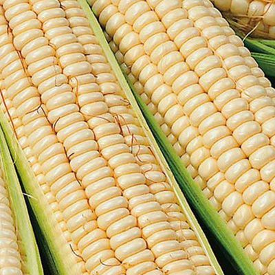 Green Kalahari Early Pearl Corn