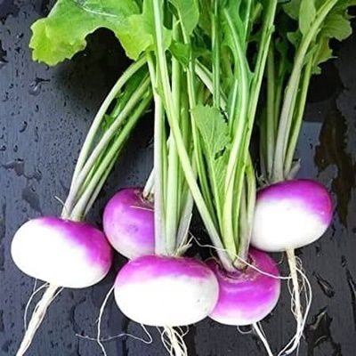 Purple Top White Globe Turnip