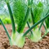 Sweet Florence Fennel