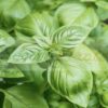 Sweet Genovese Basil