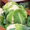 White Snowball Cauliflower