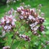 Wild Marjoram