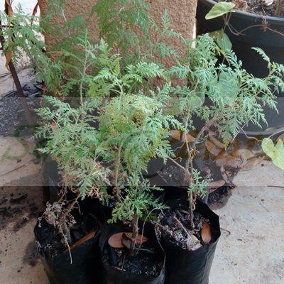 African Wormwood Plant