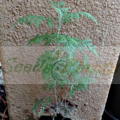 African Wormwood Plant