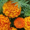 Crackerjack Marigold
