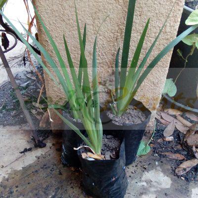 African Iris Plant