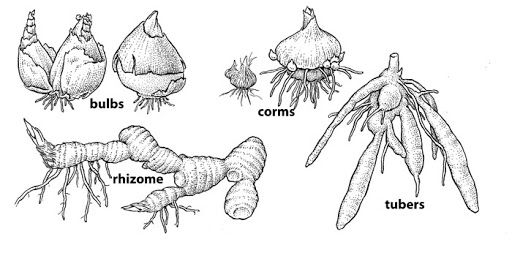Bulbs, Corms, Tubers and Rhizomes Explained