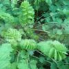 Salad Burnet