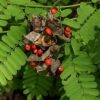 Licorice Vine
