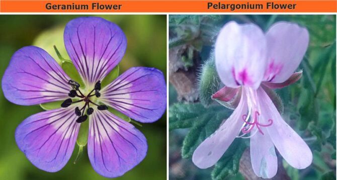 The differences between Pelargonium and Geranium