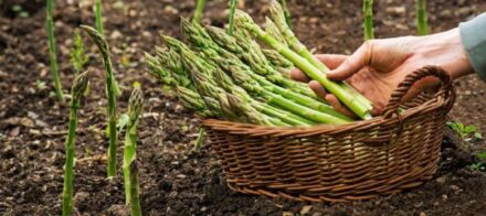 Growing Asparagus