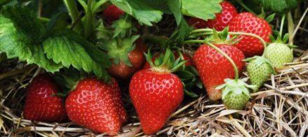 Growing Strawberries