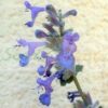 Persian Catmint