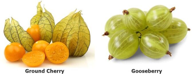 Ground Cherries versus Gooseberries