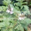 Vervain