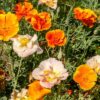 California Mission Bells Poppy