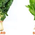 Differences Between Chard and Spinach