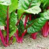 Flamingo Pink Swiss Chard