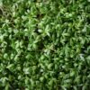 Garden Cress