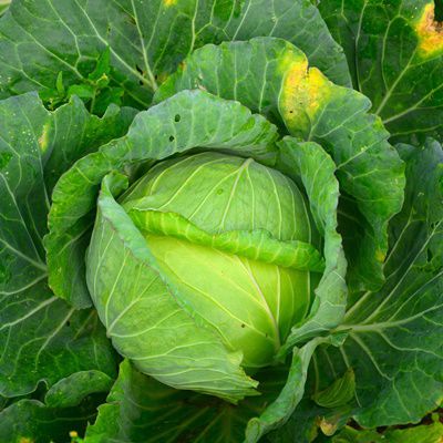 Glory Of Enkhuizen Cabbage