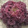 Lolla Rossa Lettuce