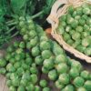 Long Island Brussels Sprouts