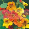 Nasturtium Single Climbing Mix