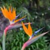 Orange Bird of Paradise