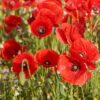 Red Flanders Poppy - Approx 200 Seeds For Sale Online - Seeds And Plants