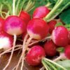 Sparkler Radish