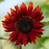 Red Sun Sunflower