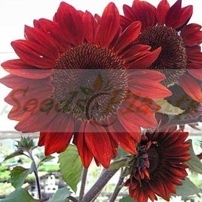 Red Sun Sunflower