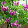 September Bush