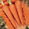 Kuroda Carrot