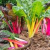 Swiss Chard Mix