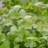 Coriander