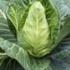 Cape Spitz Cabbage