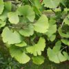 Gingko biloba Tree