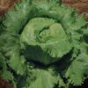 Great Lakes Lettuce