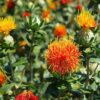Safflower