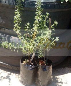African Wild Rosemary Plant