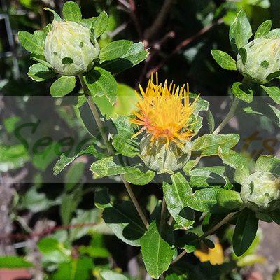 Safflower