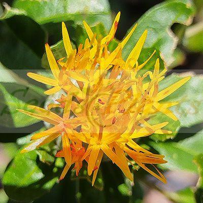 Safflower