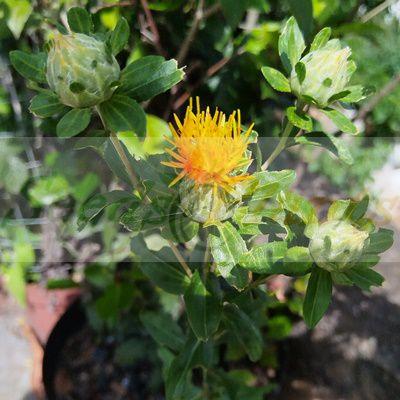 Safflower